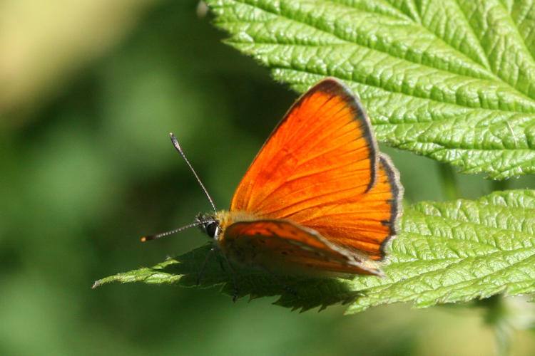 Lycaena virgaureae: Bild 10