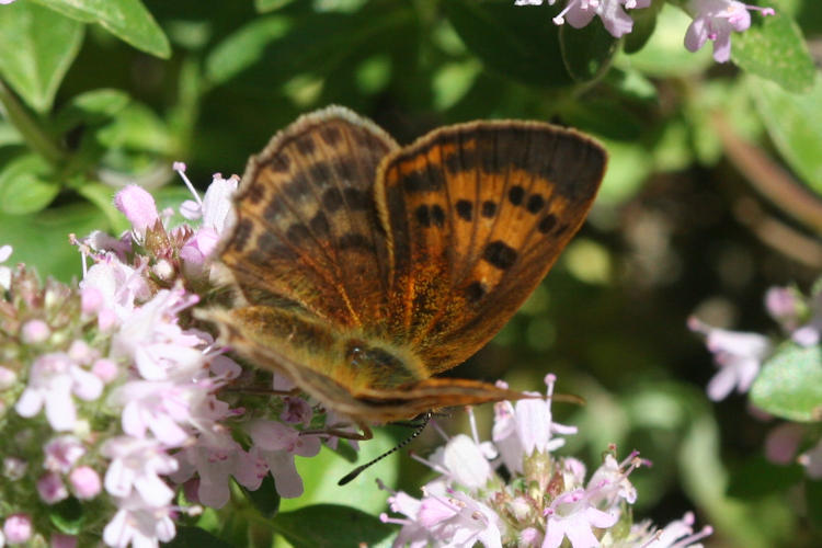 Lycaena virgaureae: Bild 16