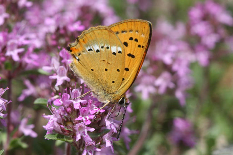 Lycaena virgaureae: Bild 23