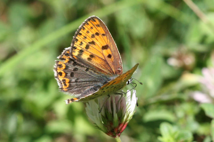 Lycaena tityrus: Bild 14