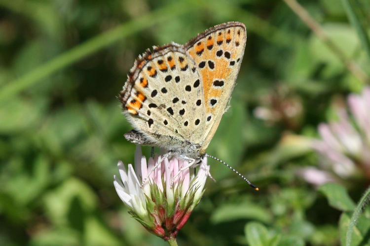 Lycaena tityrus: Bild 33