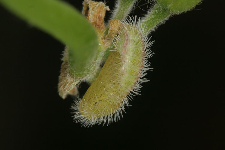 Cacyreus marshalli: Bild 13