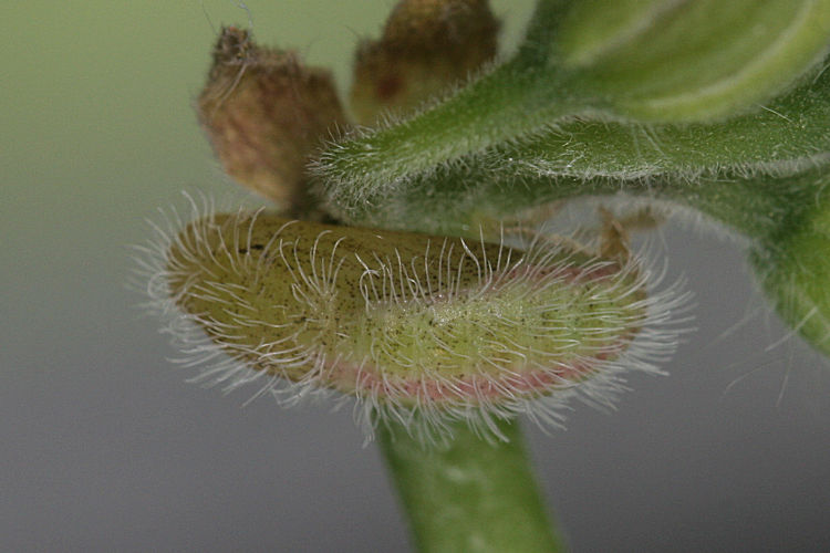 Cacyreus marshalli: Bild 14