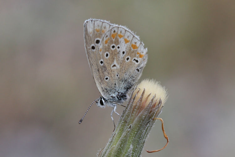 Polyommatus dorylas: Bild 18