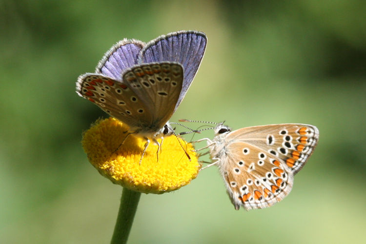 Polyommatus thersites: Bild 37
