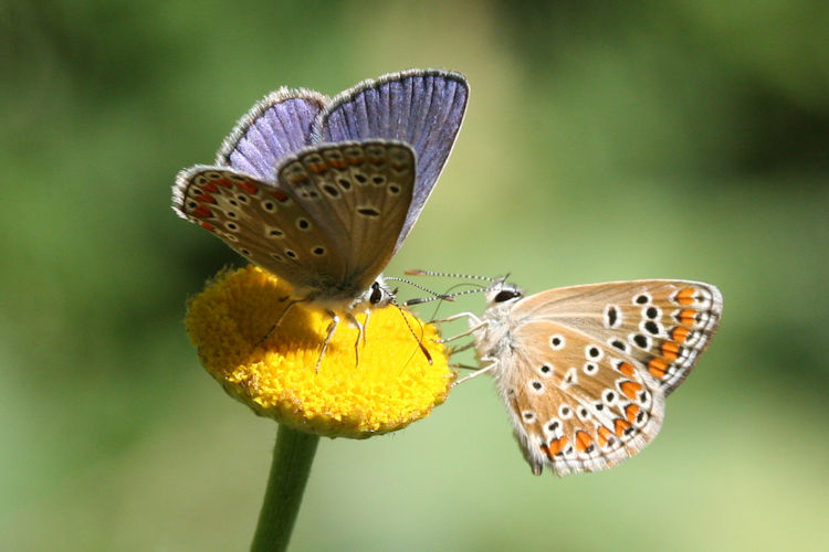 Polyommatus thersites: Bild 35