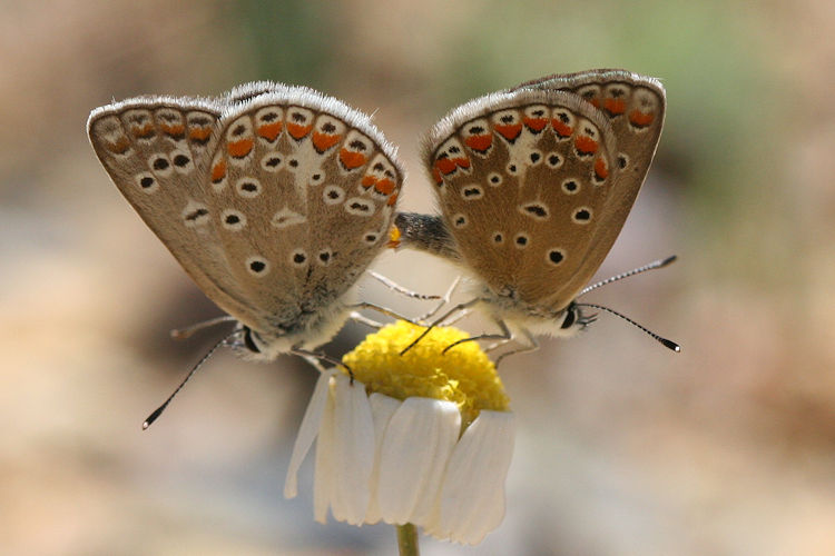 Polyommatus thersites: Bild 41
