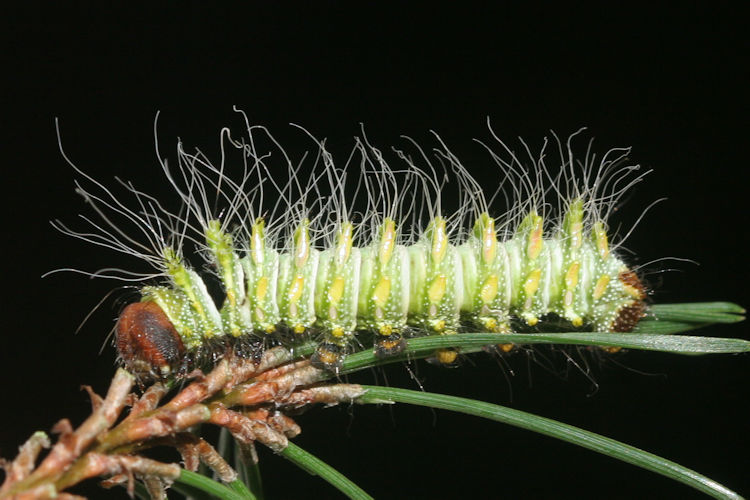 Actias dubernardi: Bild 2