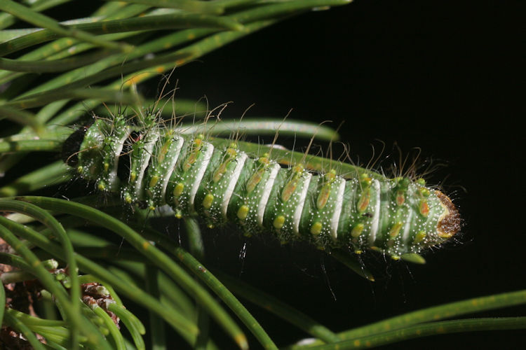 Actias dubernardi: Bild 5