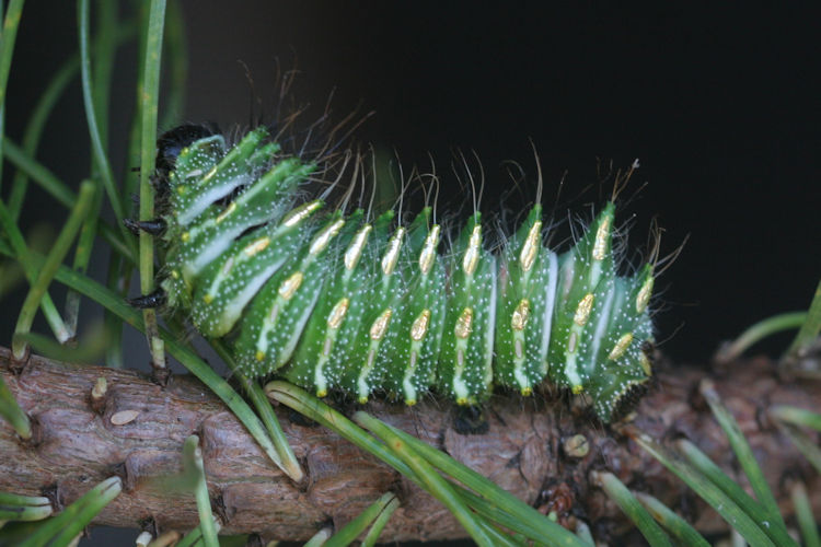 Actias dubernardi: Bild 6