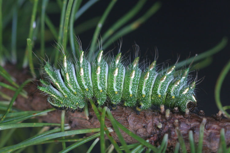 Actias dubernardi: Bild 8