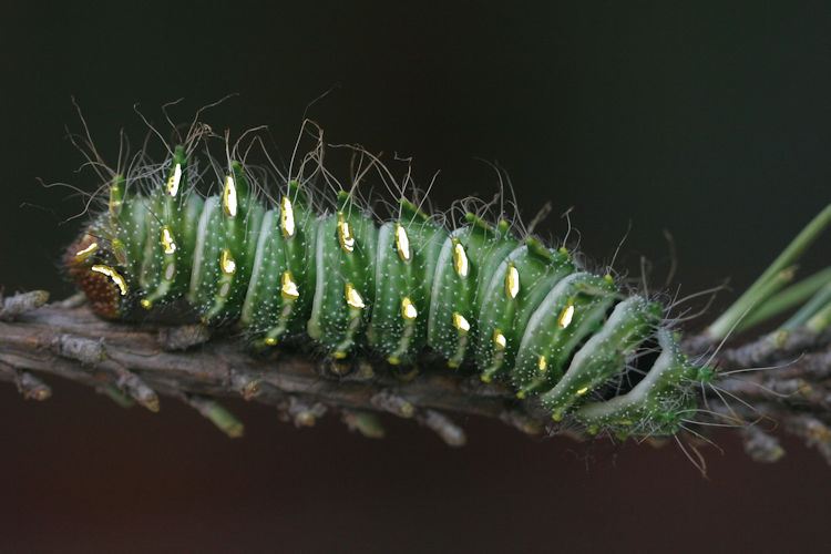 Actias dubernardi: Bild 9