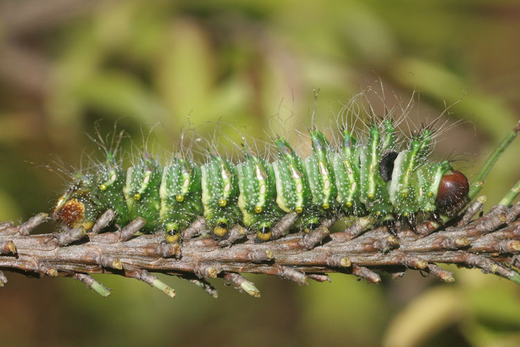Actias dubernardi: Bild 11