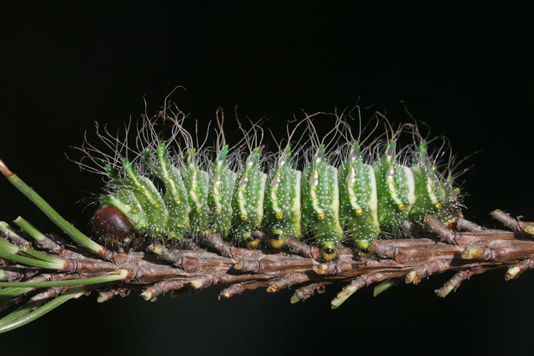 Actias dubernardi: Bild 12