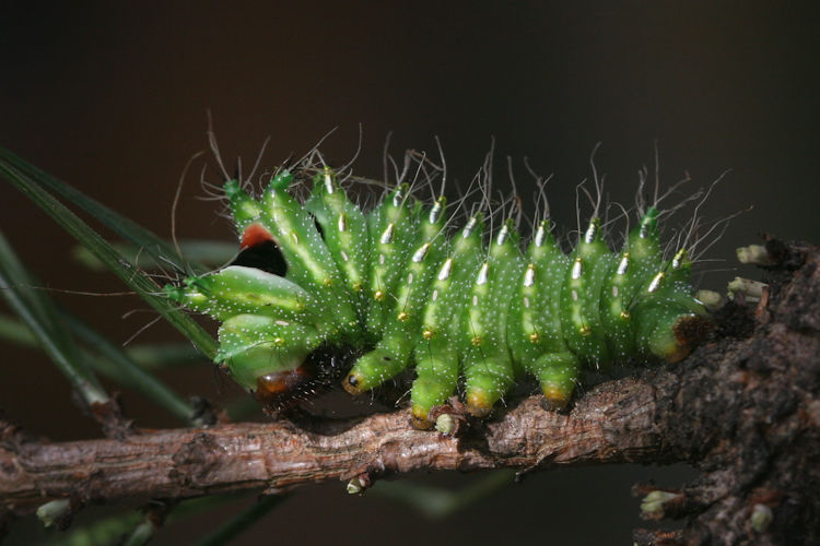 Actias dubernardi: Bild 16