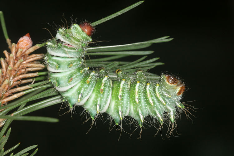Actias dubernardi: Bild 14