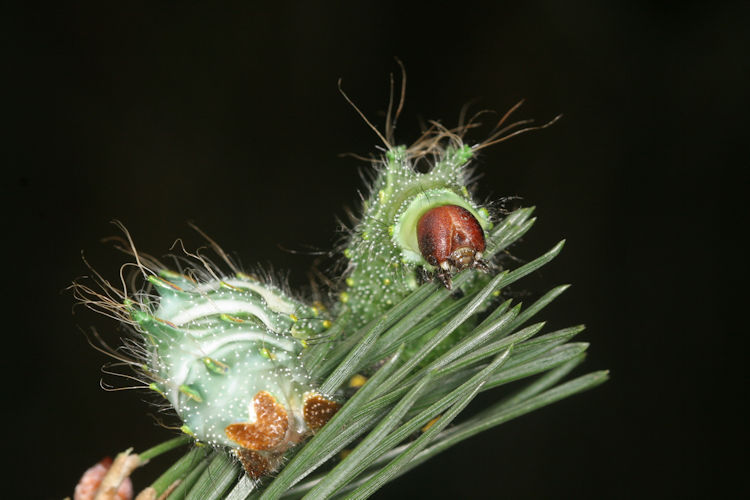Actias dubernardi: Bild 15