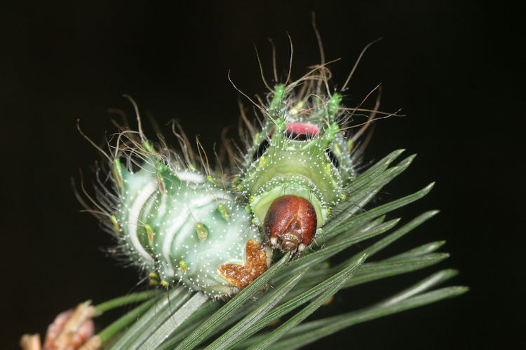 Actias dubernardi: Bild 16