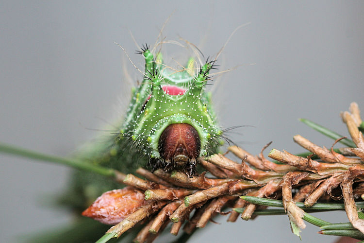 Actias dubernardi: Bild 17