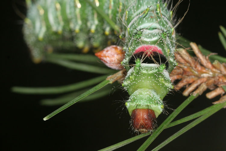 Actias dubernardi: Bild 18