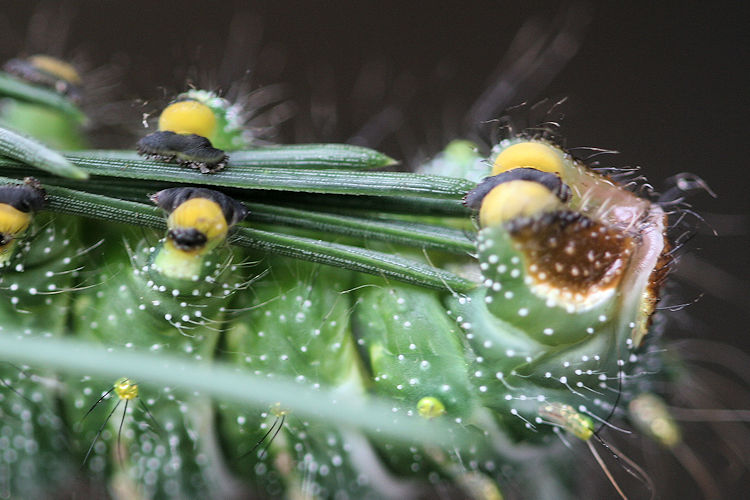 Actias dubernardi: Bild 19