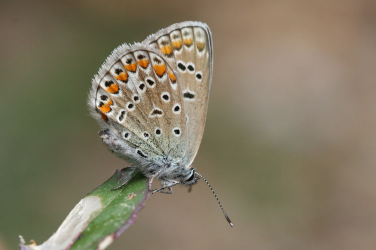 Polyommatus icarus: Bild 67