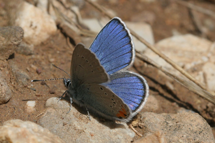 Cyaniris semiargus helena: Bild 4