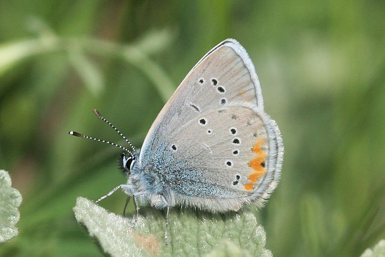 Cyaniris semiargus helena: Bild 18