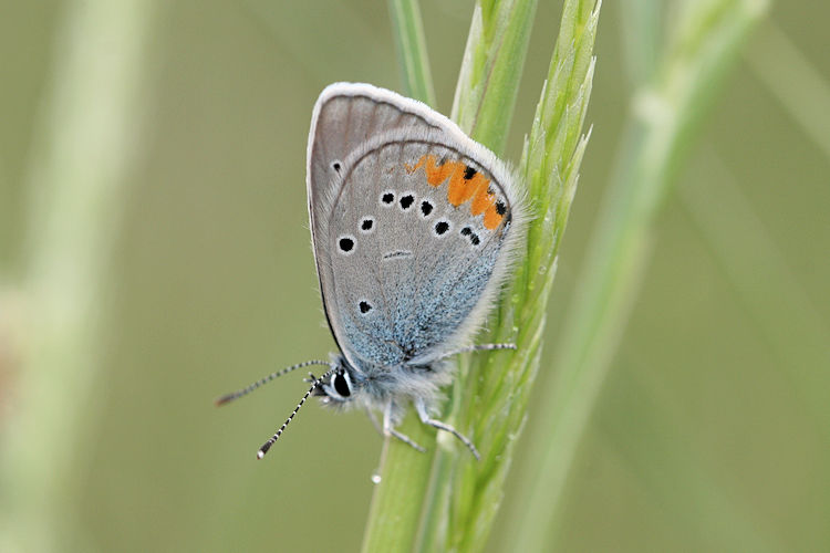 Cyaniris semiargus helena: Bild 19