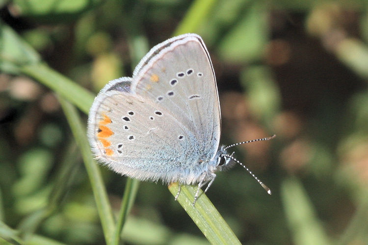 Cyaniris semiargus helena: Bild 20