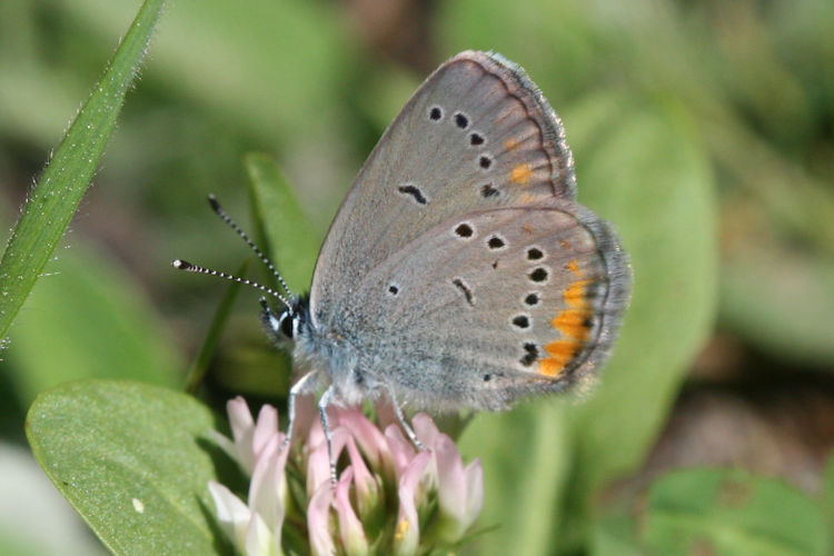 Cyaniris semiargus helena: Bild 25