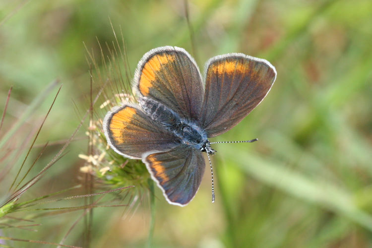 Cyaniris semiargus helena: Bild 10