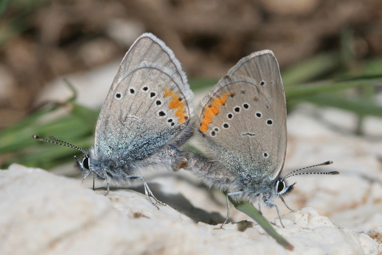 Cyaniris semiargus helena: Bild 30