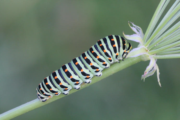 Papilio machaon: Bild 4