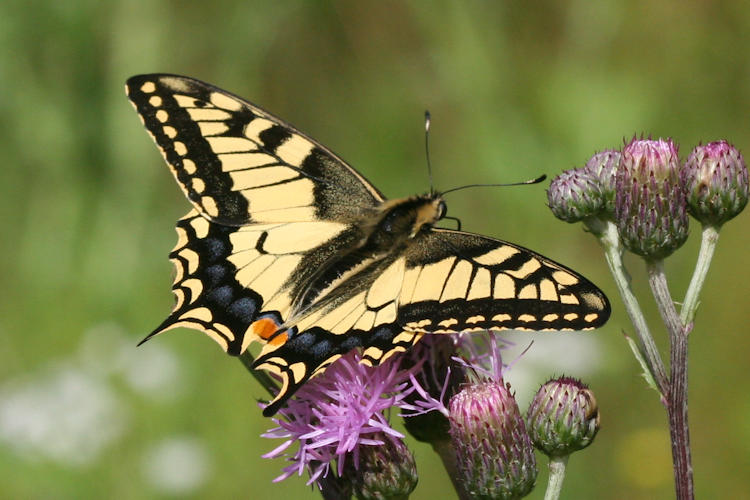 Papilio machaon: Bild 10