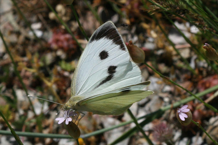 Pieris brassicae: Bild 4