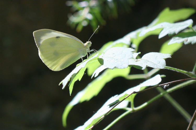 Pieris brassicae: Bild 17