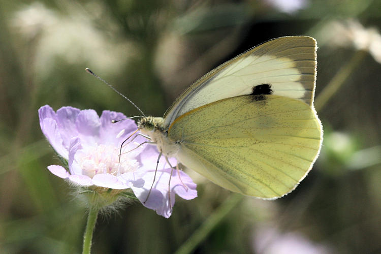 Pieris brassicae: Bild 18