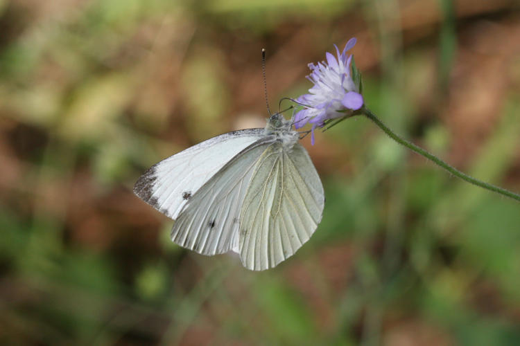 Pieris napi: Bild 25