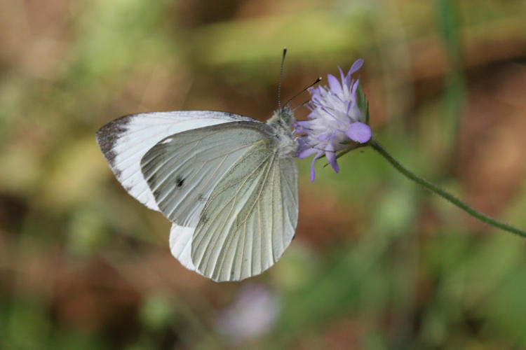 Pieris napi: Bild 26