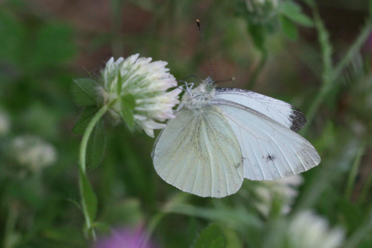 Pieris napi: Bild 28