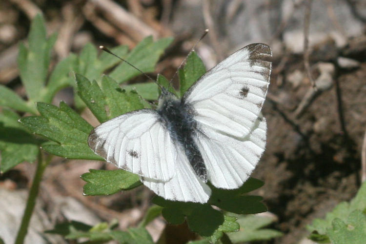 Pieris napi: Bild 4