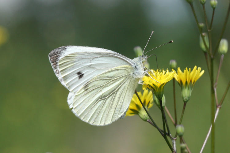 Pieris napi: Bild 40