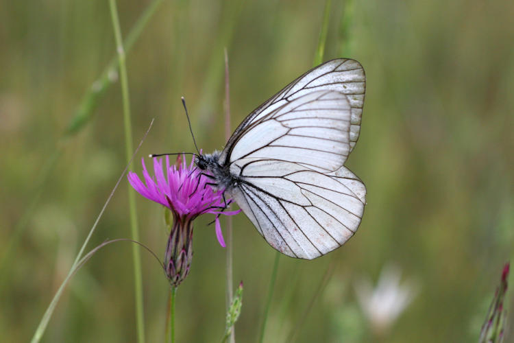 Aporia crataegi: Bild 3