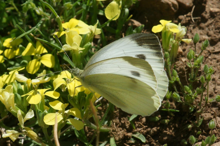 Pieris napi: Bild 45