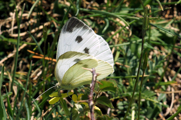 Pieris napi: Bild 15