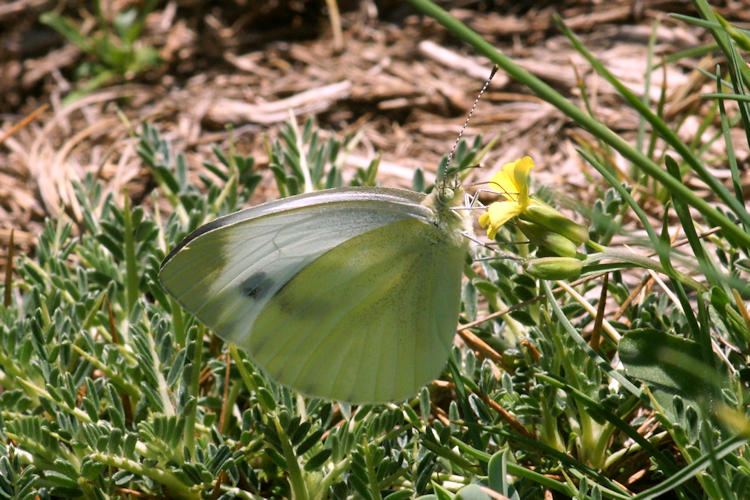 Pieris napi: Bild 46