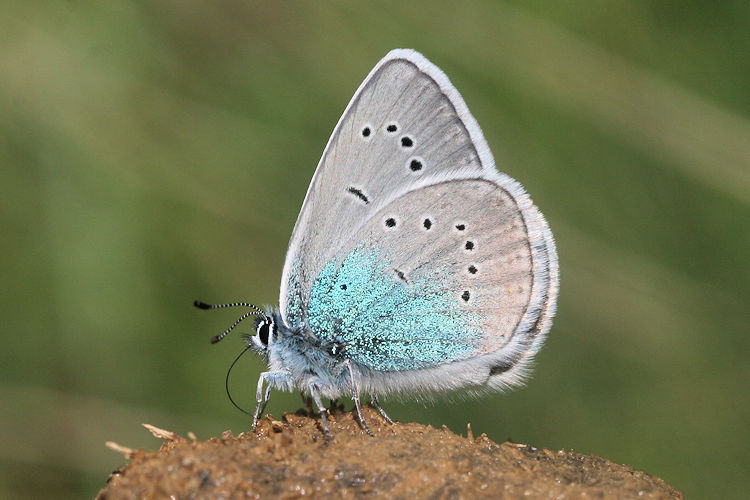 Neolysandra coelestina hera: Bild 19