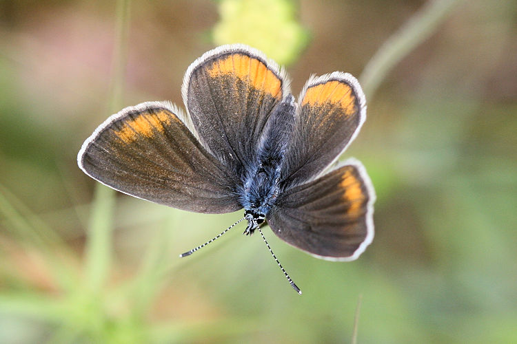 Cyaniris semiargus helena: Bild 6