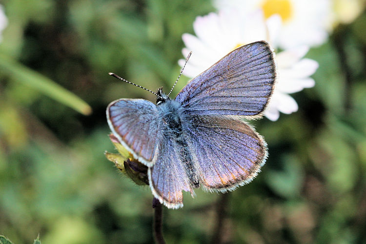 Cyaniris semiargus helena: Bild 3